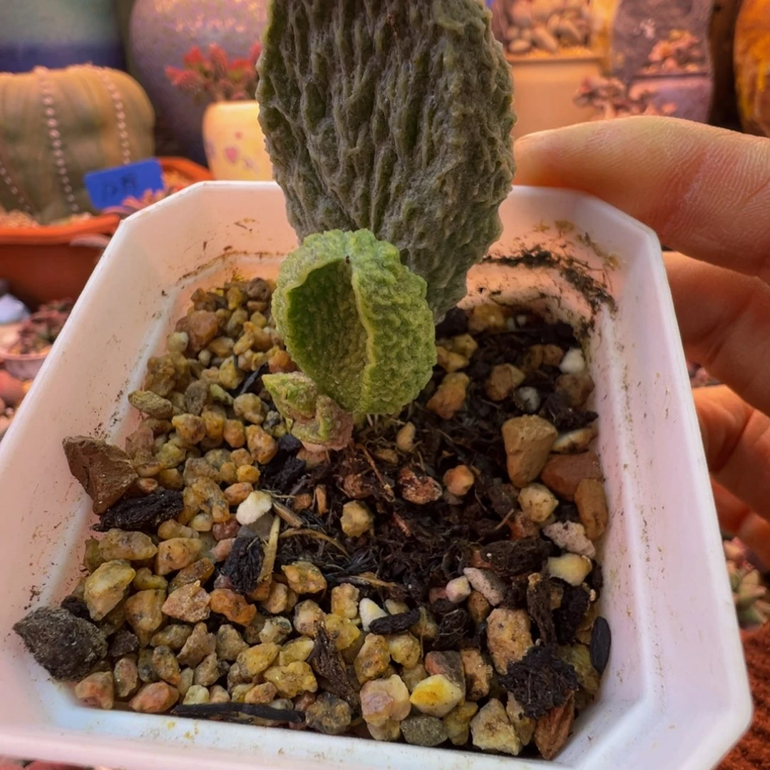 魔***丸我们都在努力着改变自己和