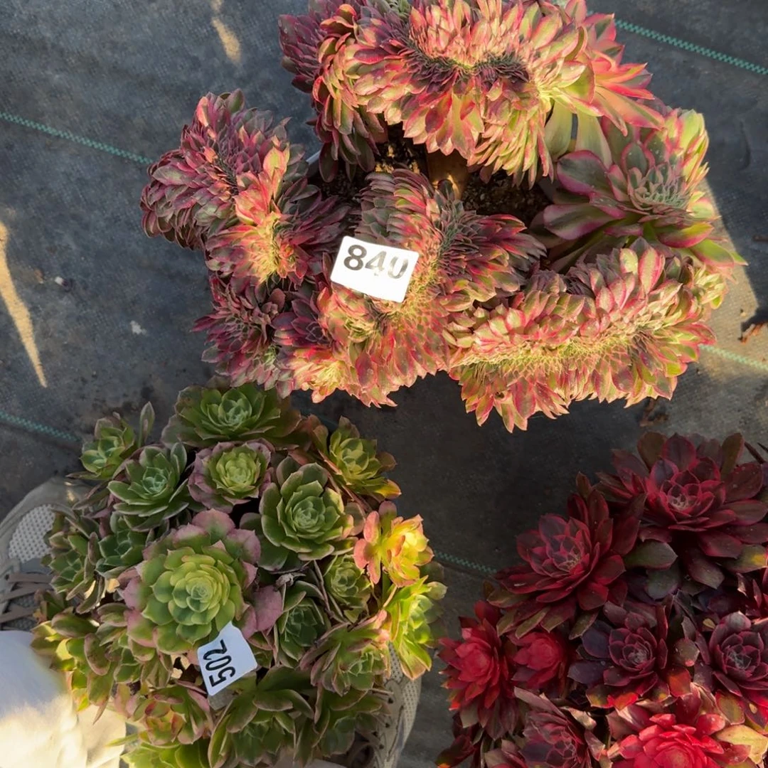 阿***慧840大倾城缀多肉植物福利