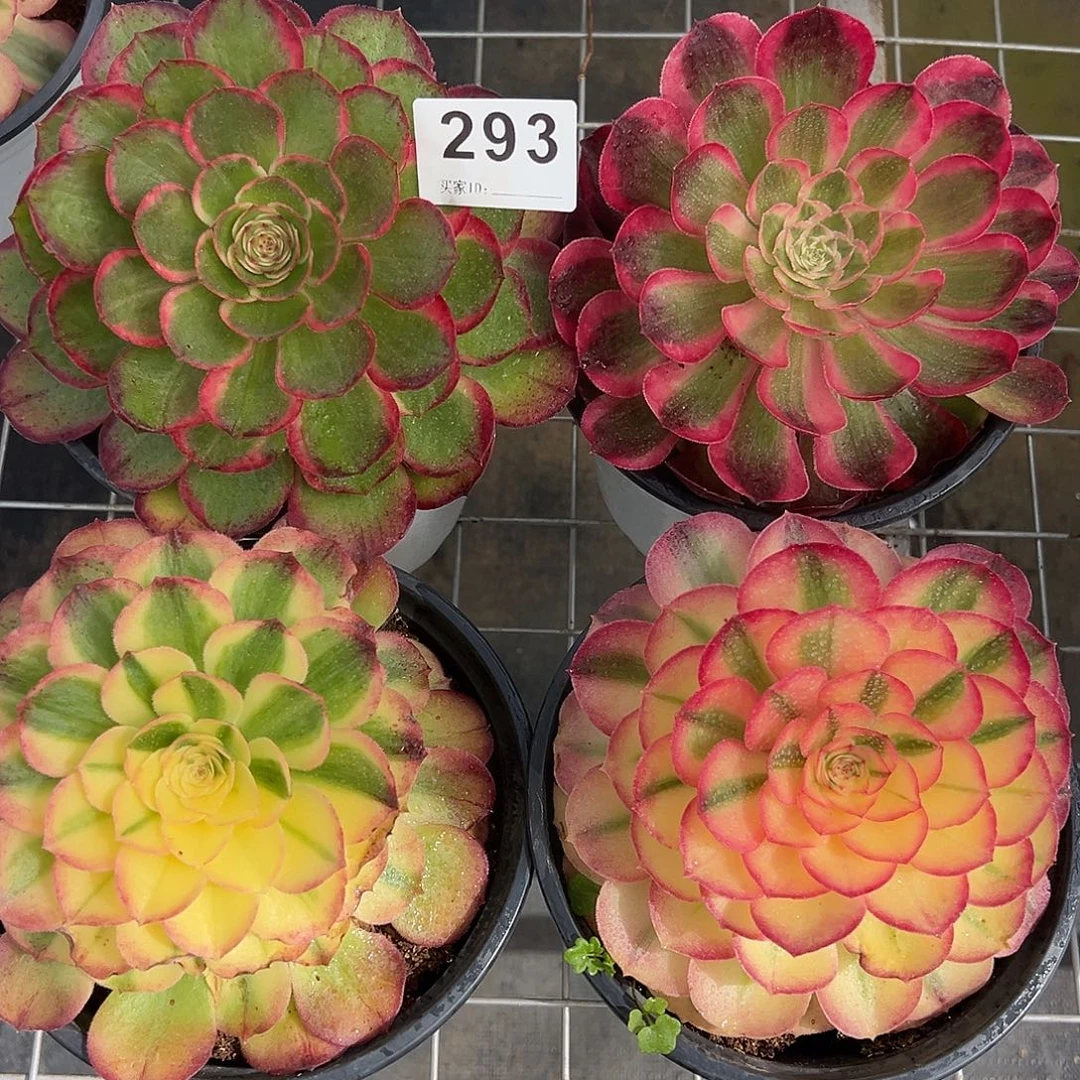 精品多肉植物293组合