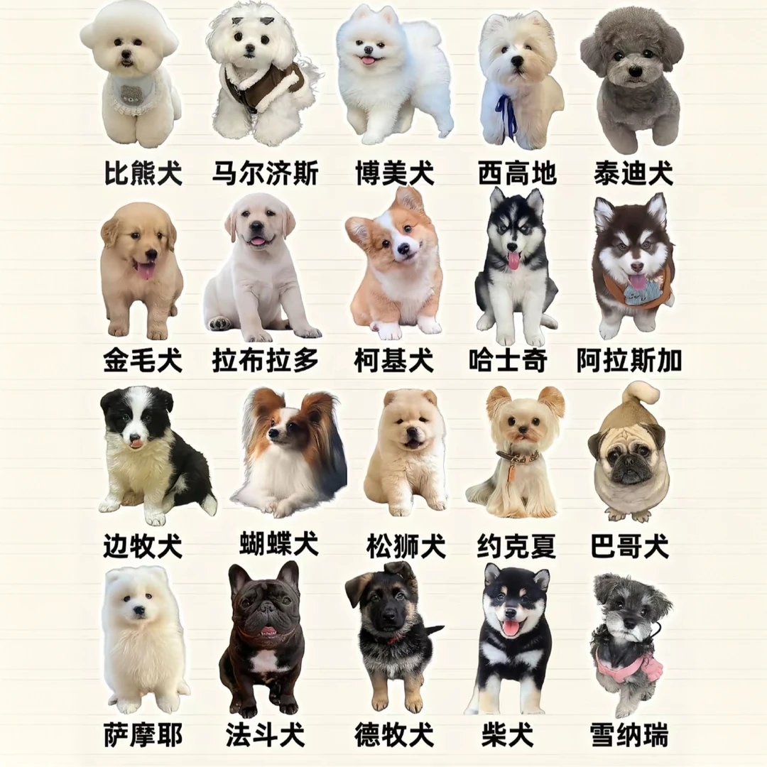 博美雪纳瑞柴犬柯基泰迪比熊查理王京巴活体通用链接（一物一拍）