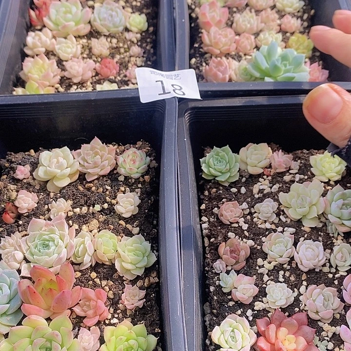 18 多肉植物盆栽花卉