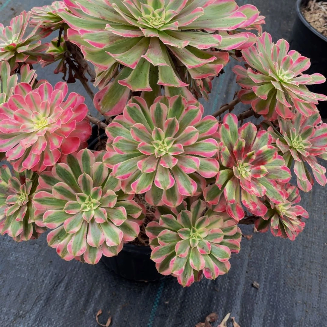 红铜超白多肉   552