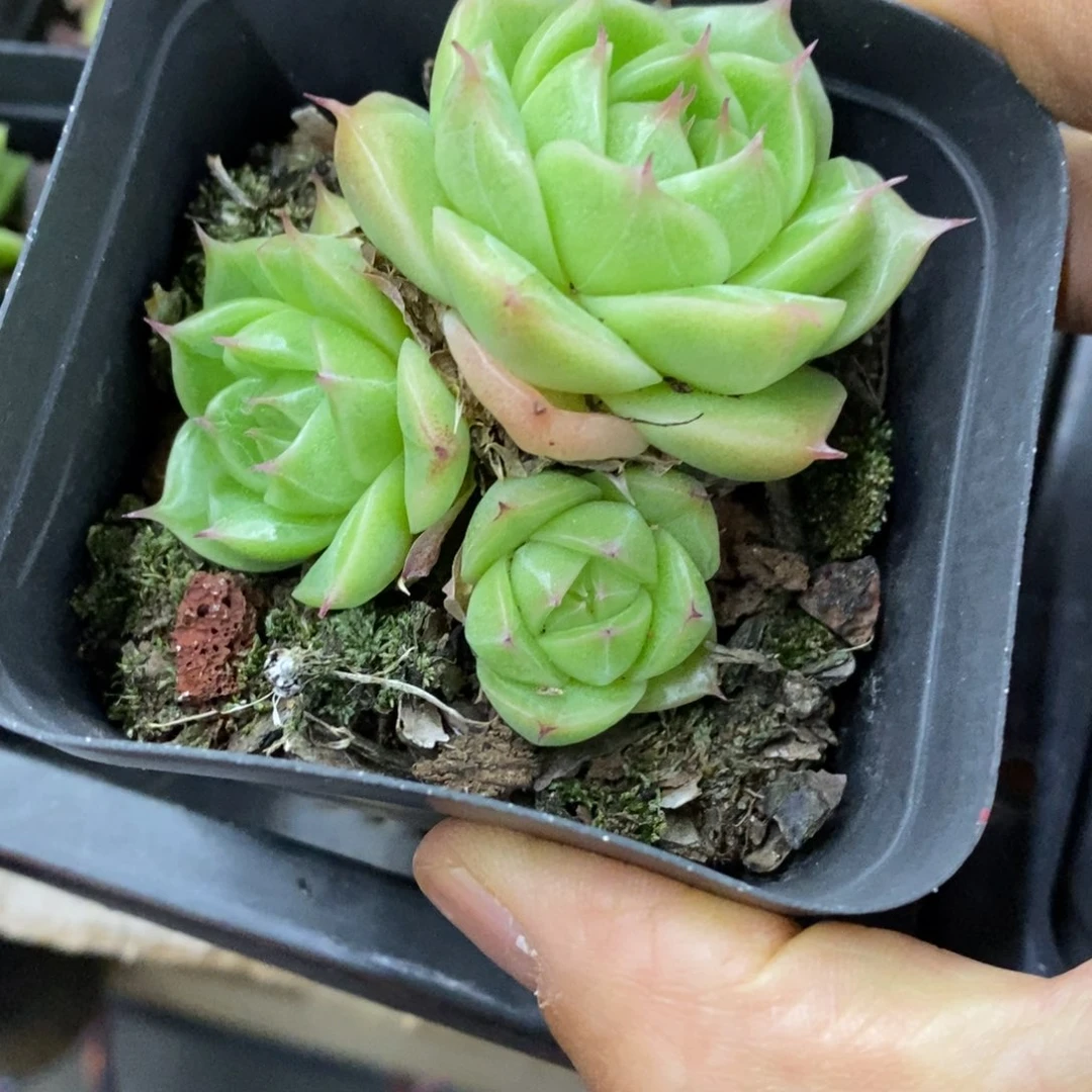 精品多肉一物一拍不包整12
