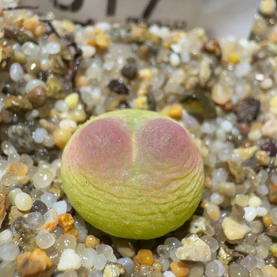 zzzzzz生石花肉锥517