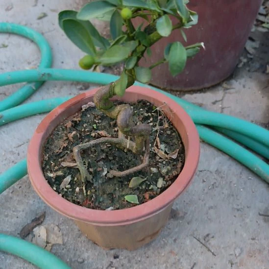 刘***货豆豆一个带盆包邮