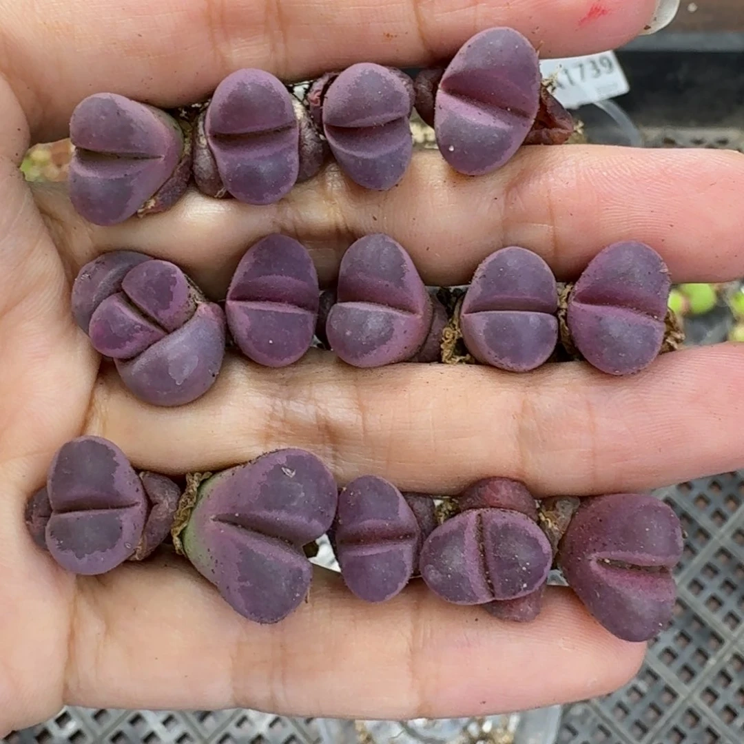 1714 生石花和肉锥