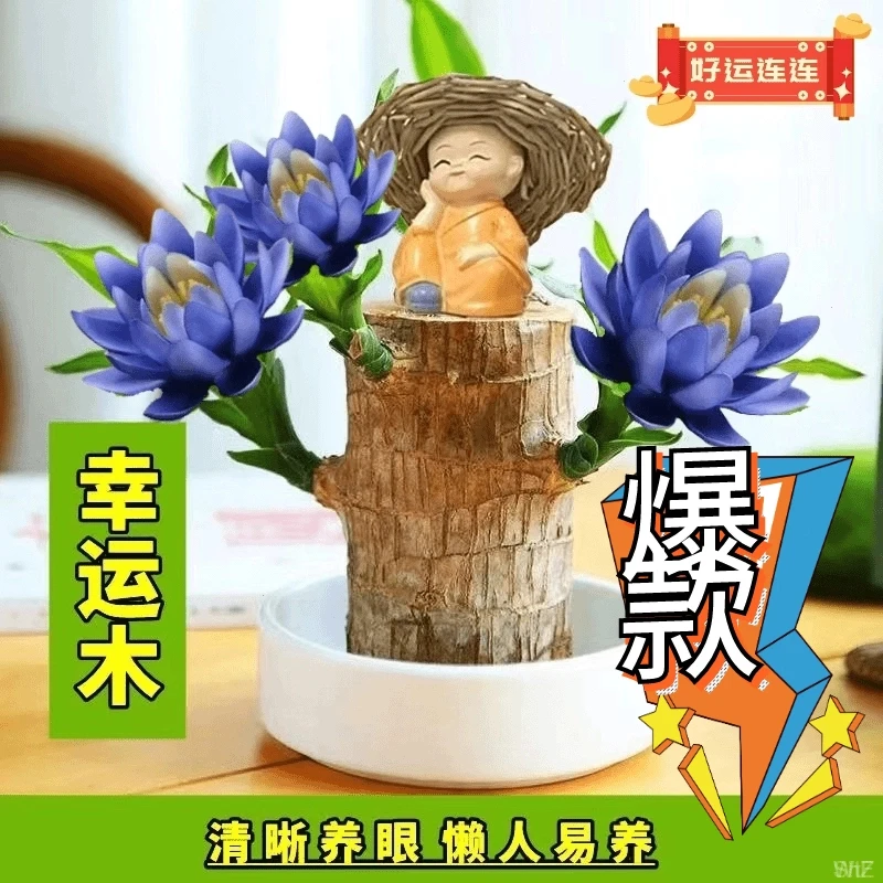 【10年以上带芽发货正宗进口品质】巴西木幸运木水培盆栽巴西木