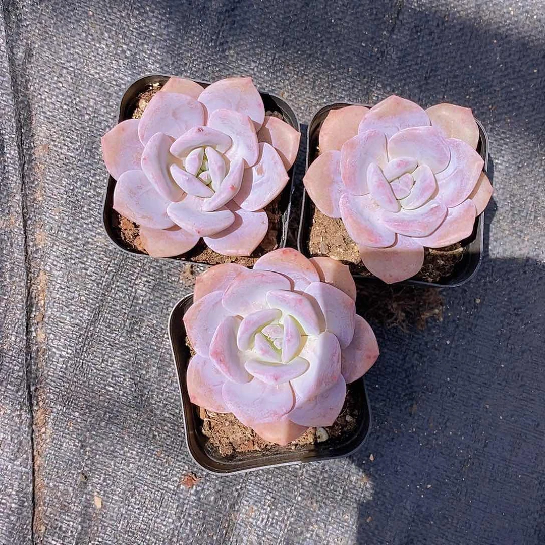 W- 单头红茶一颗 量拍