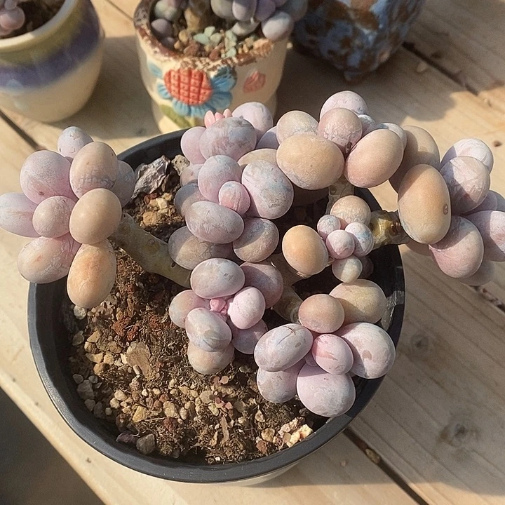 胭脂精品多肉彩虹奶001
