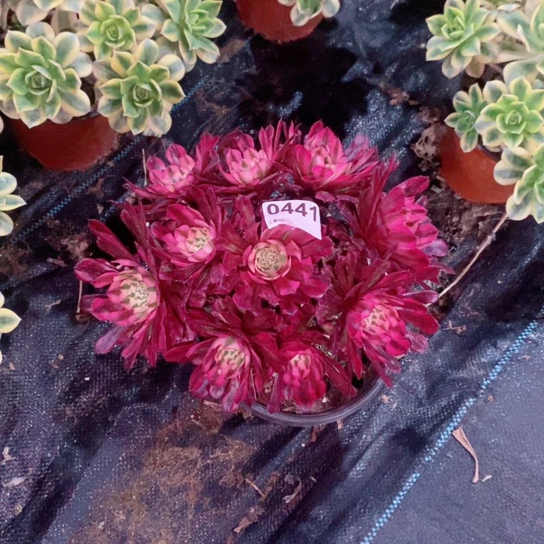 美****Y红铜白441多肉1111