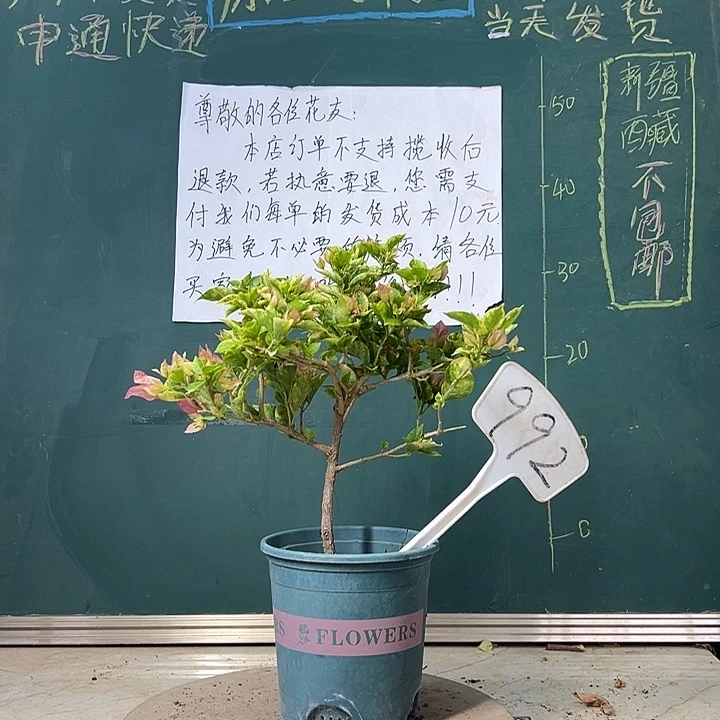 当前无花栽培后可以开花