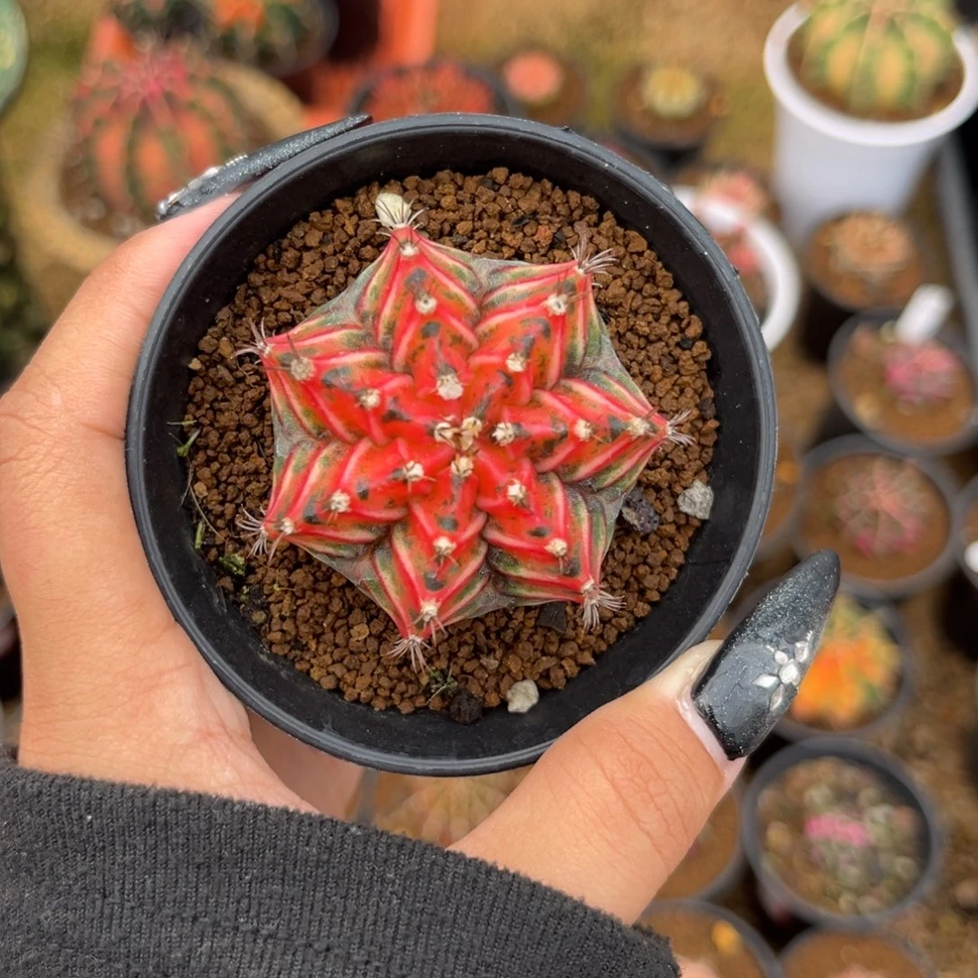 红虎斑 侧牙 带盆土发货