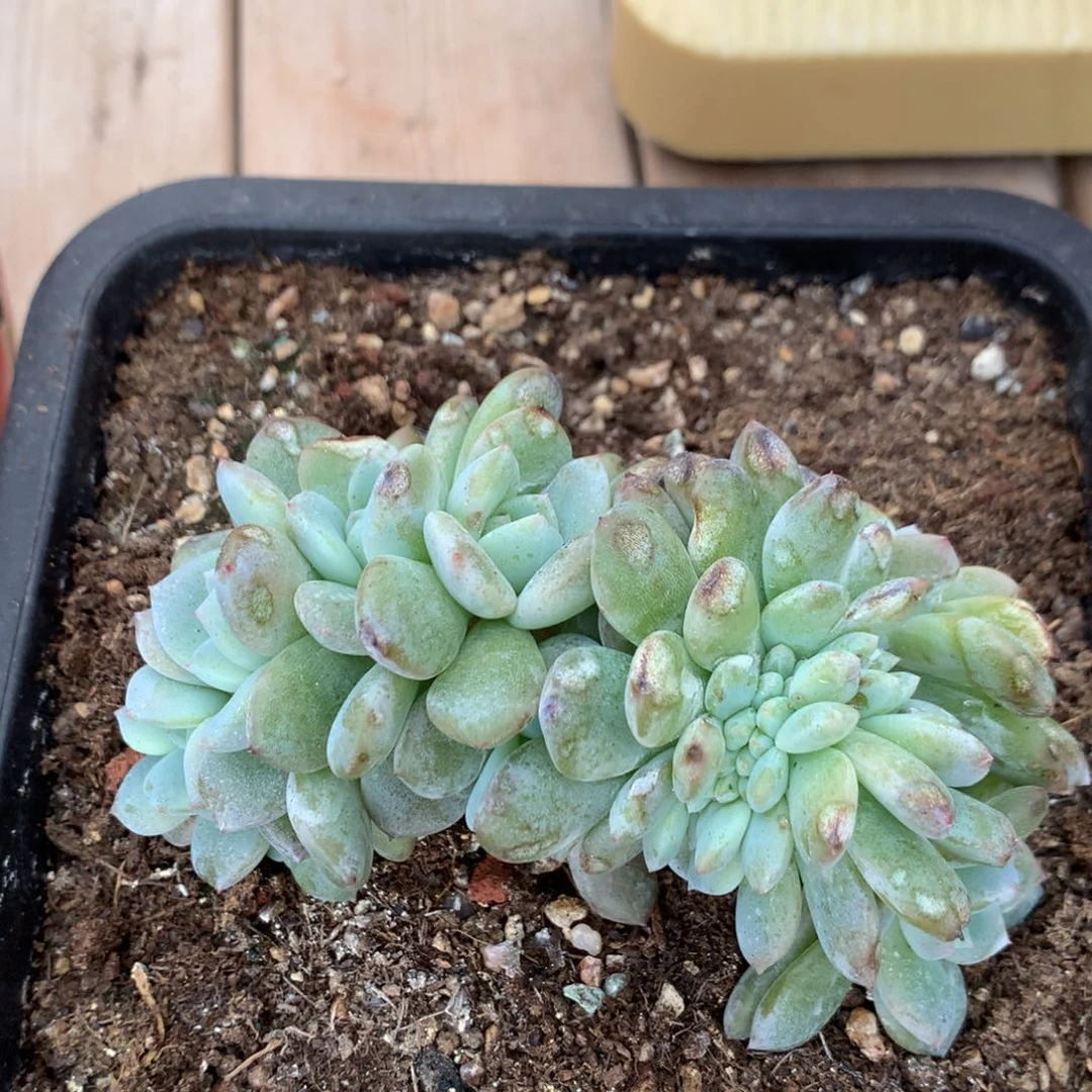 多肉植物叶插星影朵朵