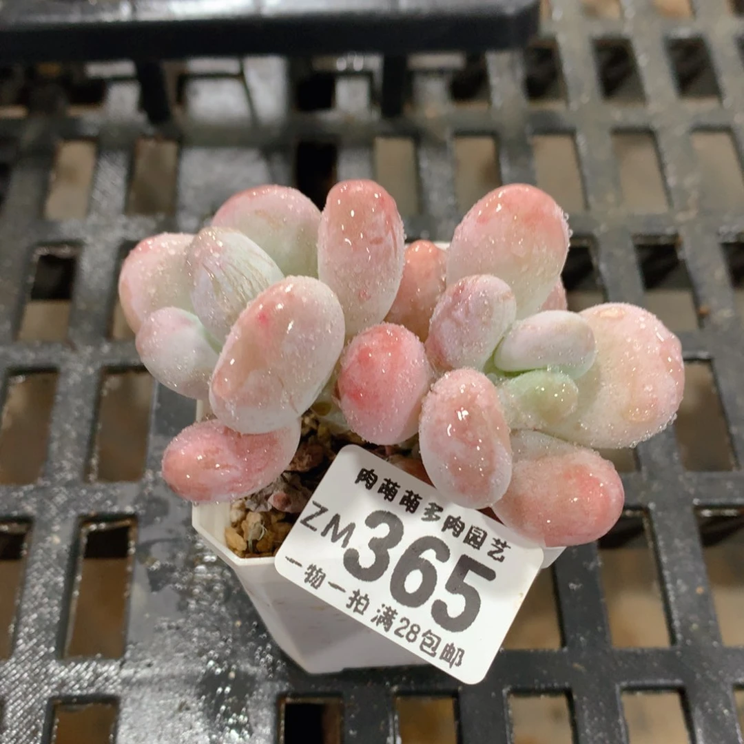 肉萌萌拇指盆精控多肉ZM365