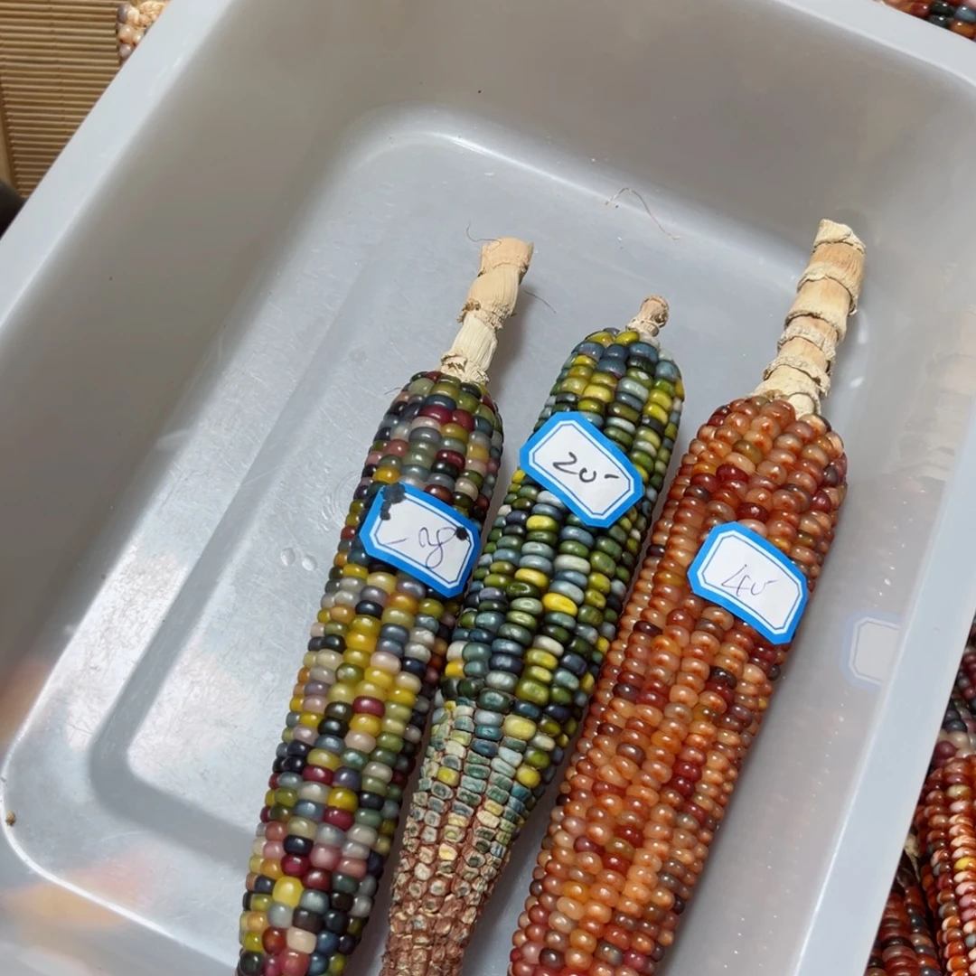 …***枣直播间七彩文玩玉米