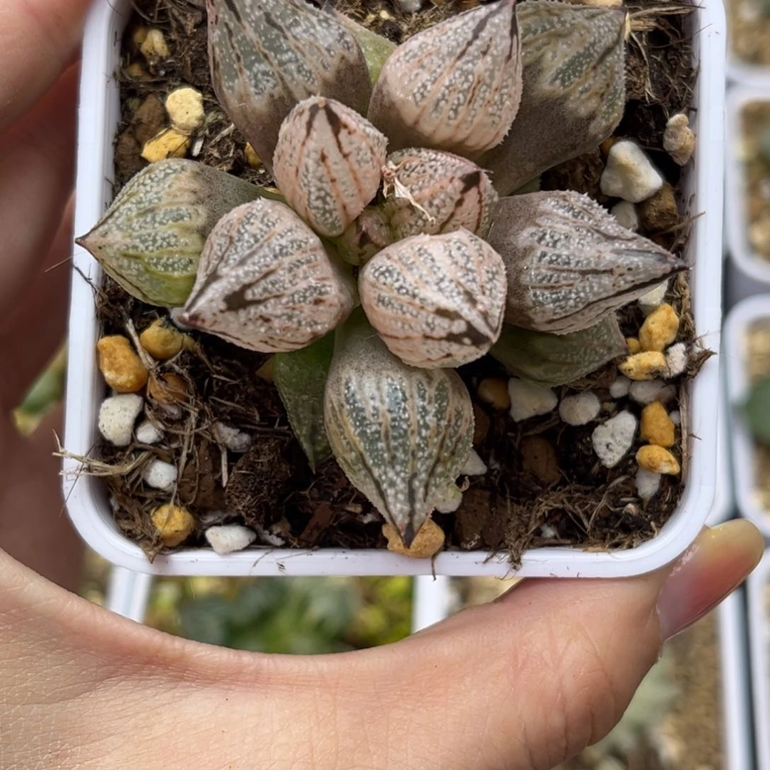 582变异皇妃哈哈哈哈哈