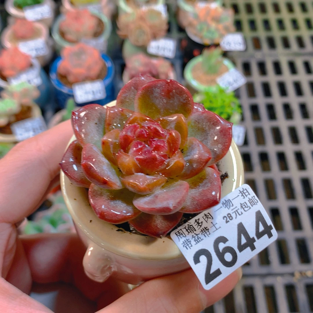 5厘米盆精控多肉2644