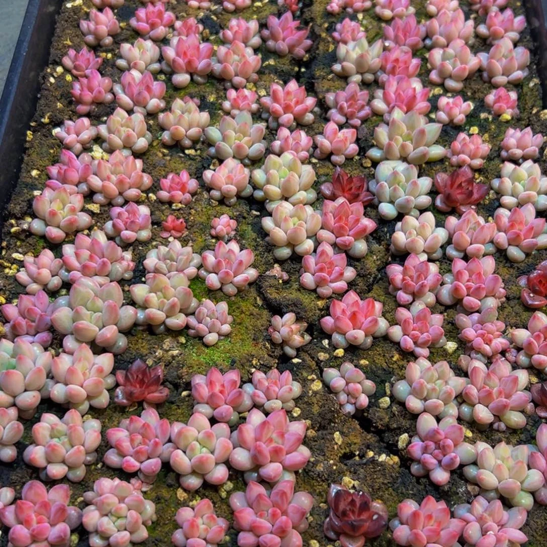 多***…160的人都在用的吧我