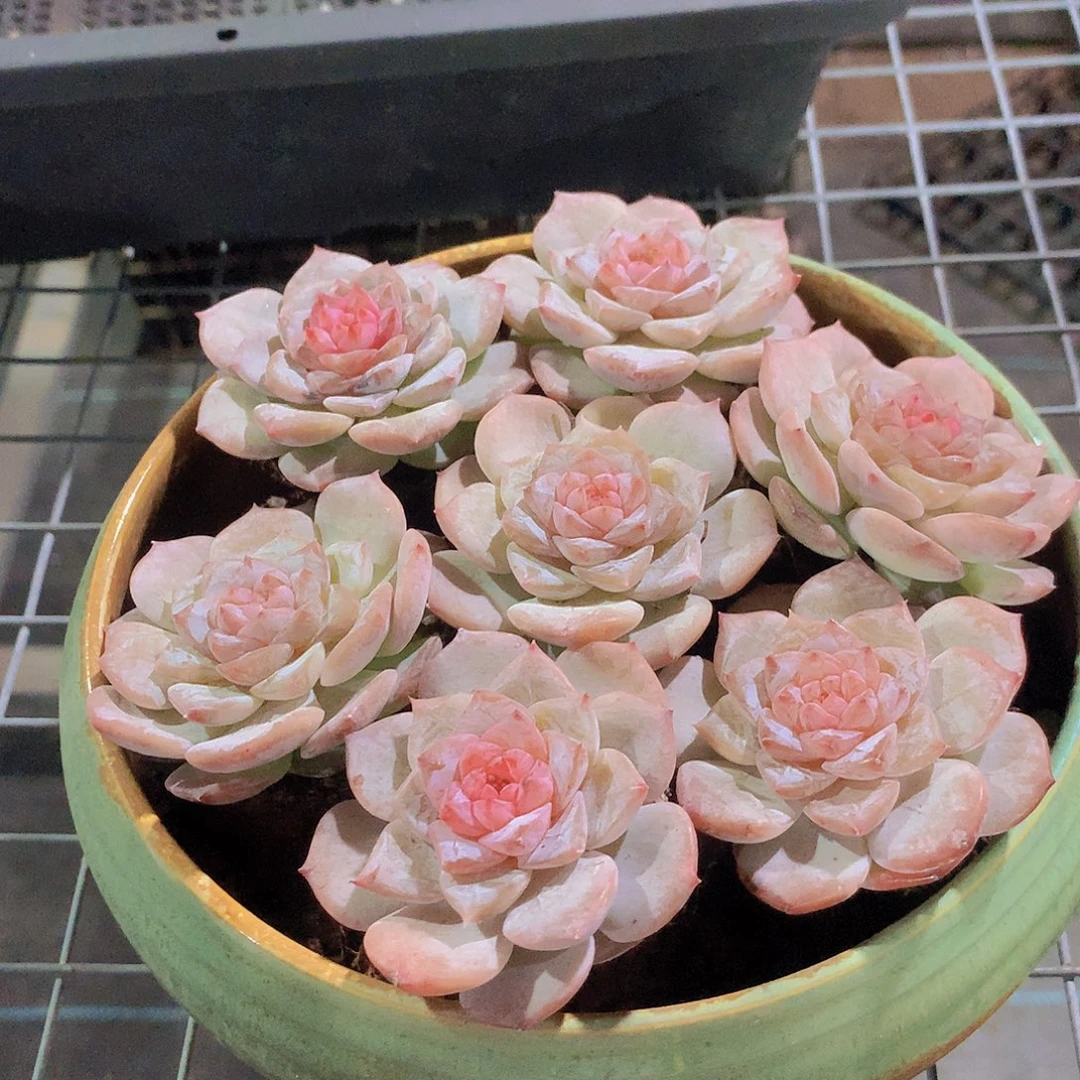 粉蜜356899000000000