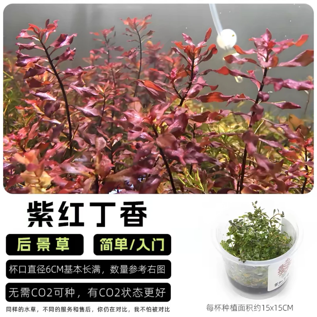 水草无菌杯紫红丁香水草植物水下叶新手增氧懒人鱼缸水草造景