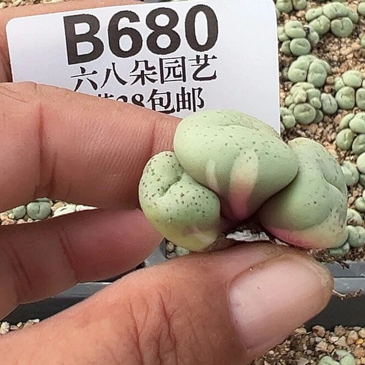 用***0无花朵680号吕氏大饼錦