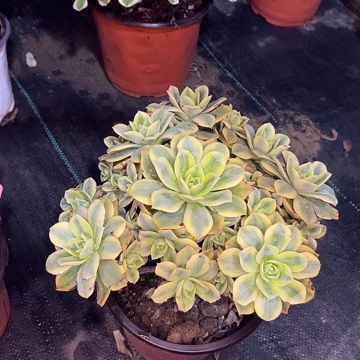 星爆多肉植物036