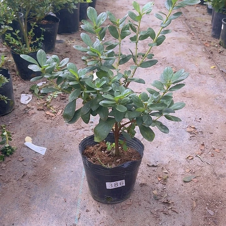 完全开放菲碧珠砂