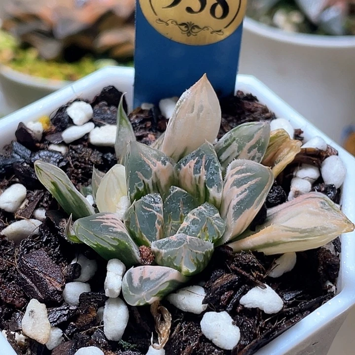 <****君938糊斑花水晶一物