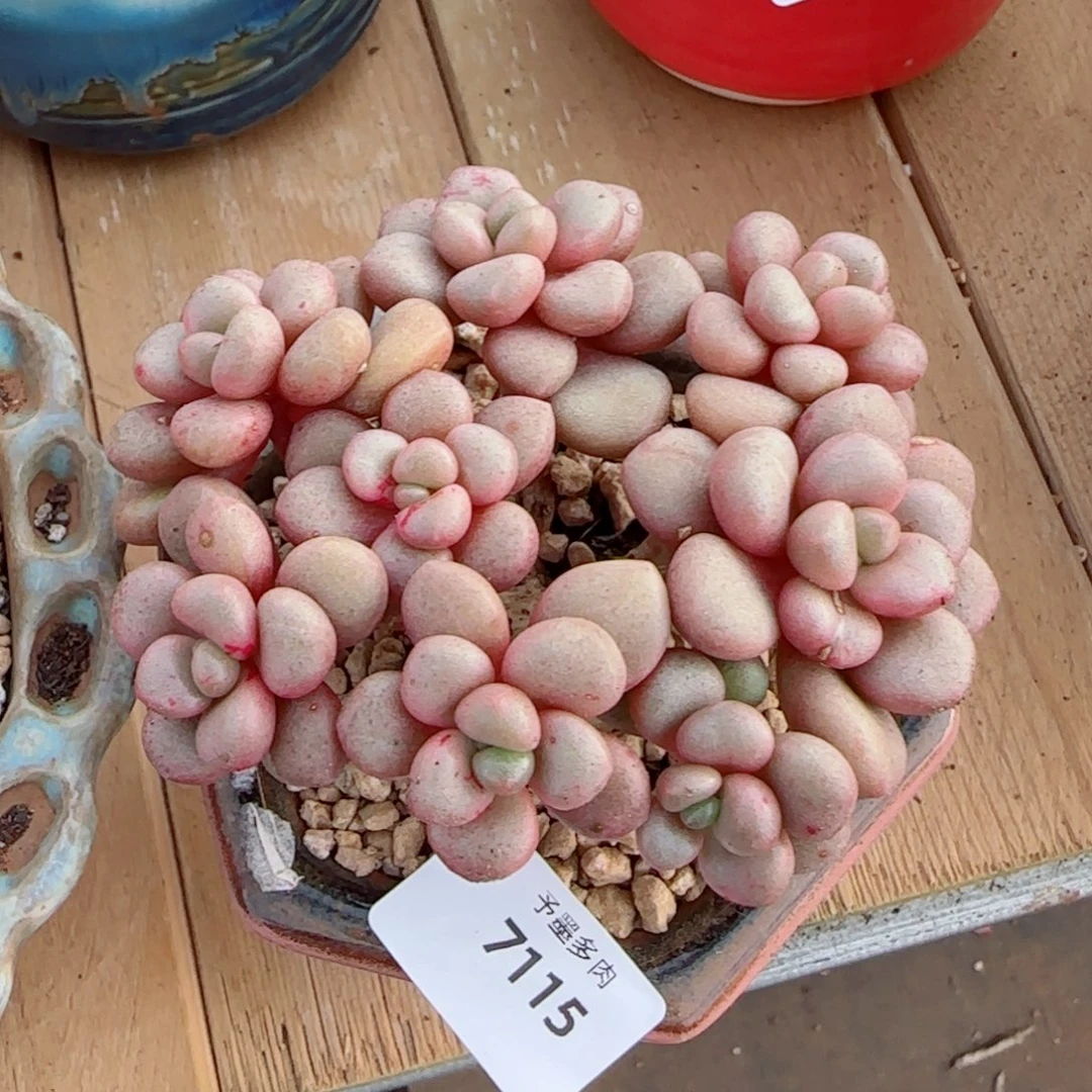 先锋派，7115多肉植物