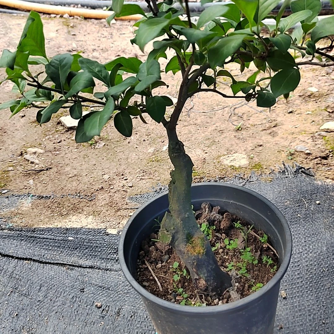 无花朵老鸦柿盲盒