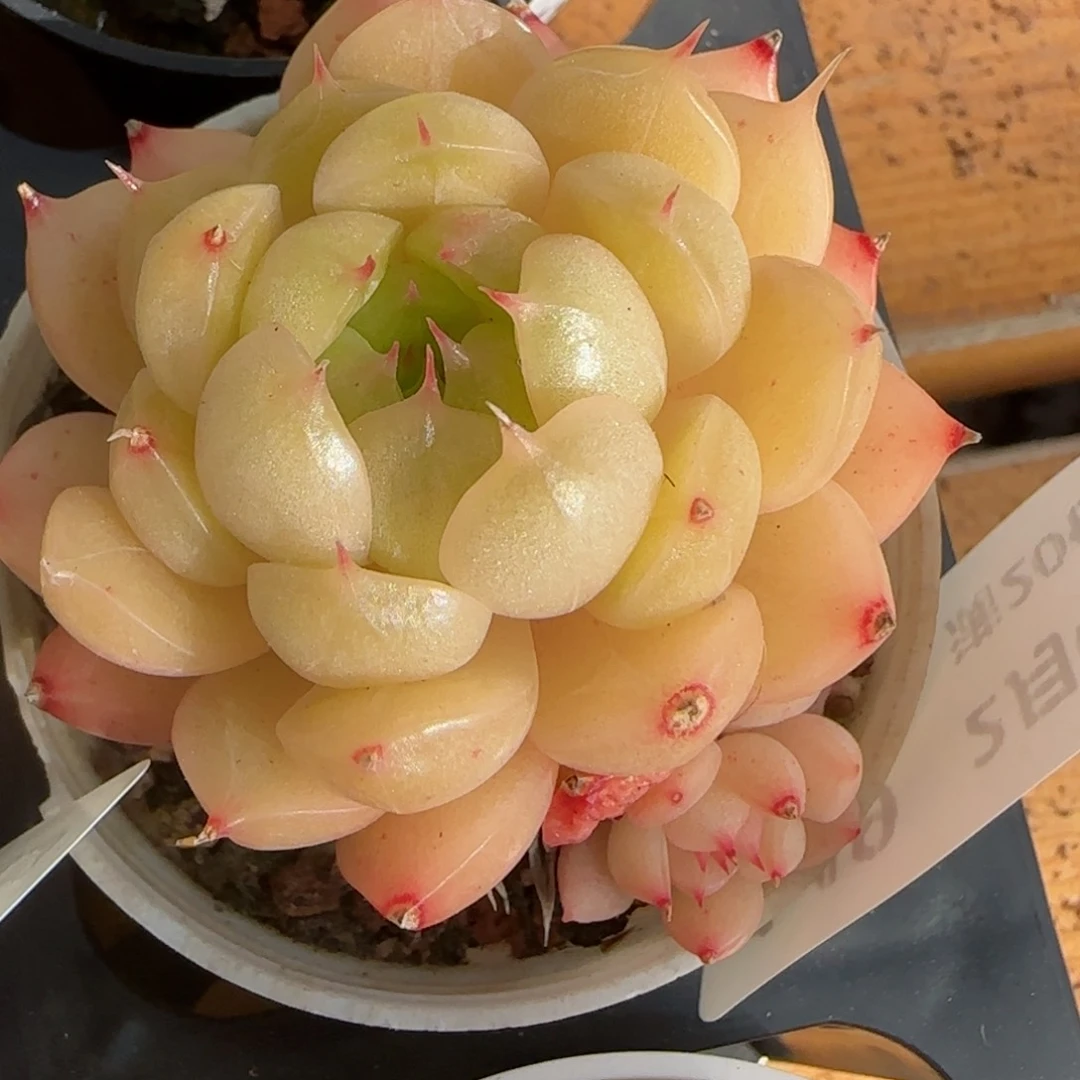 花语逸境0206-149