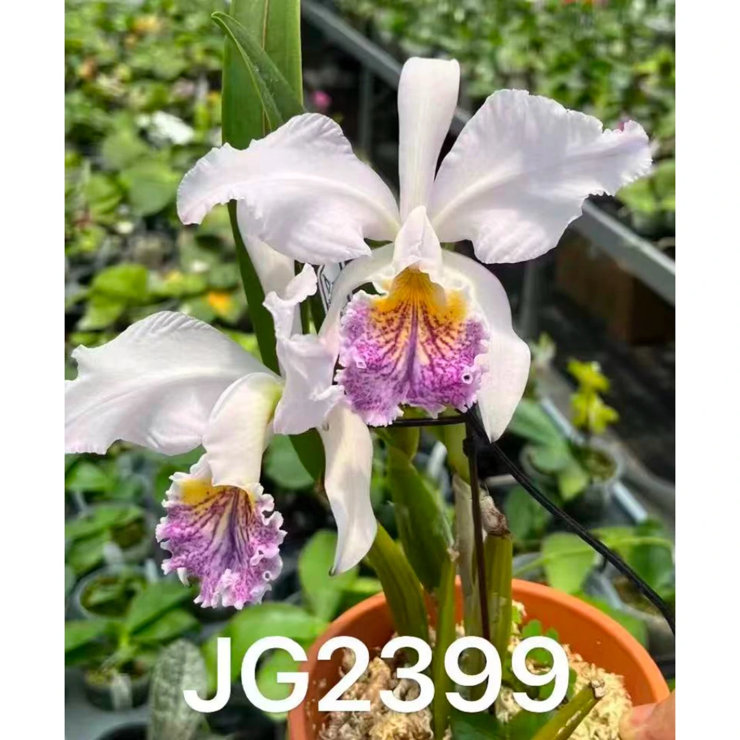 卡特兰 蓝莫西JG2399 花农杰哥原生种蝴蝶兰