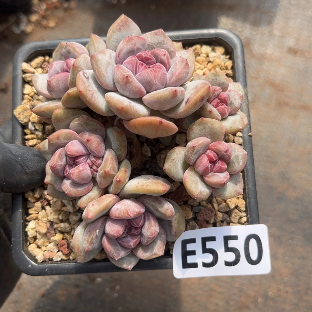 550号新疆西藏内蒙古不包邮