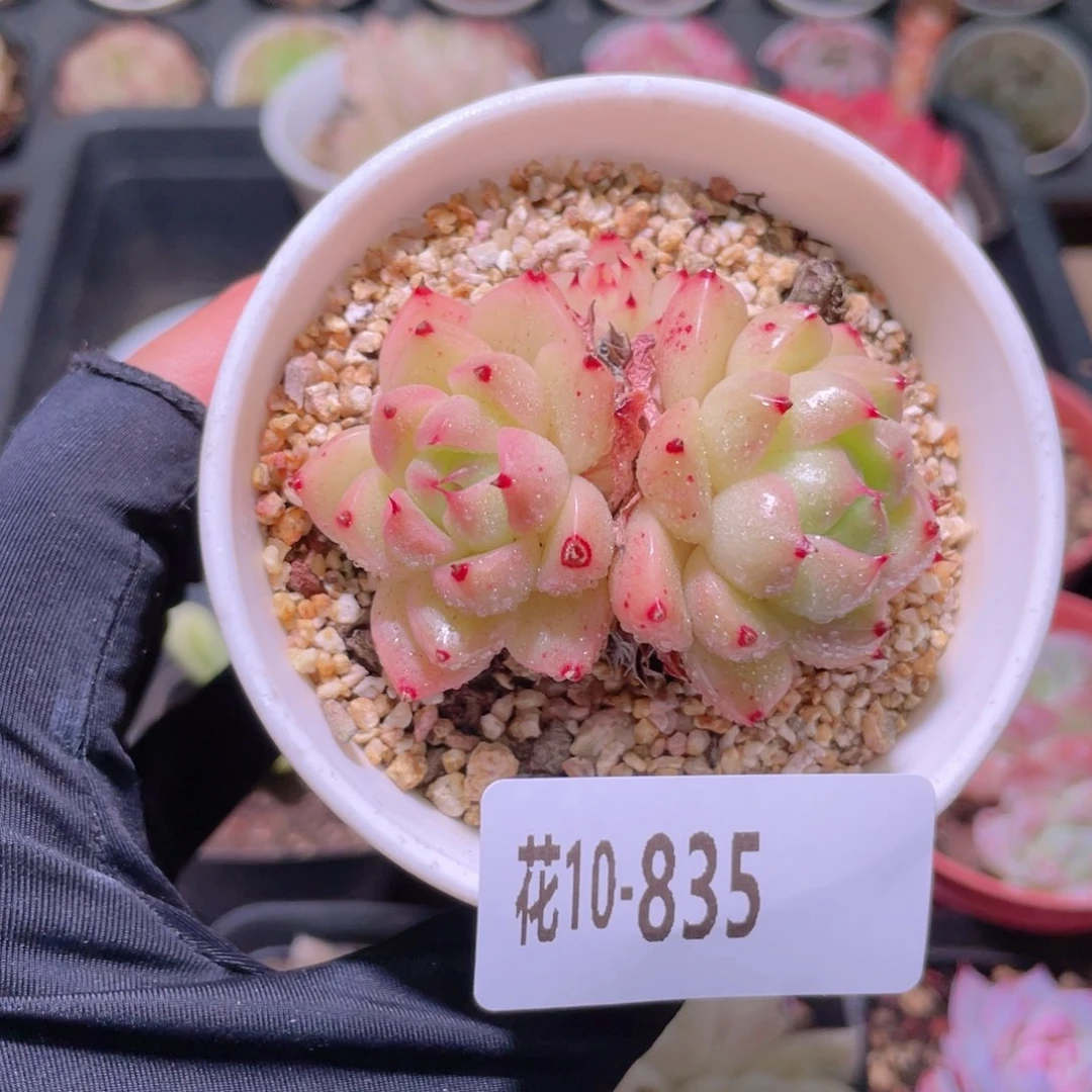 花利美10-835麦秆