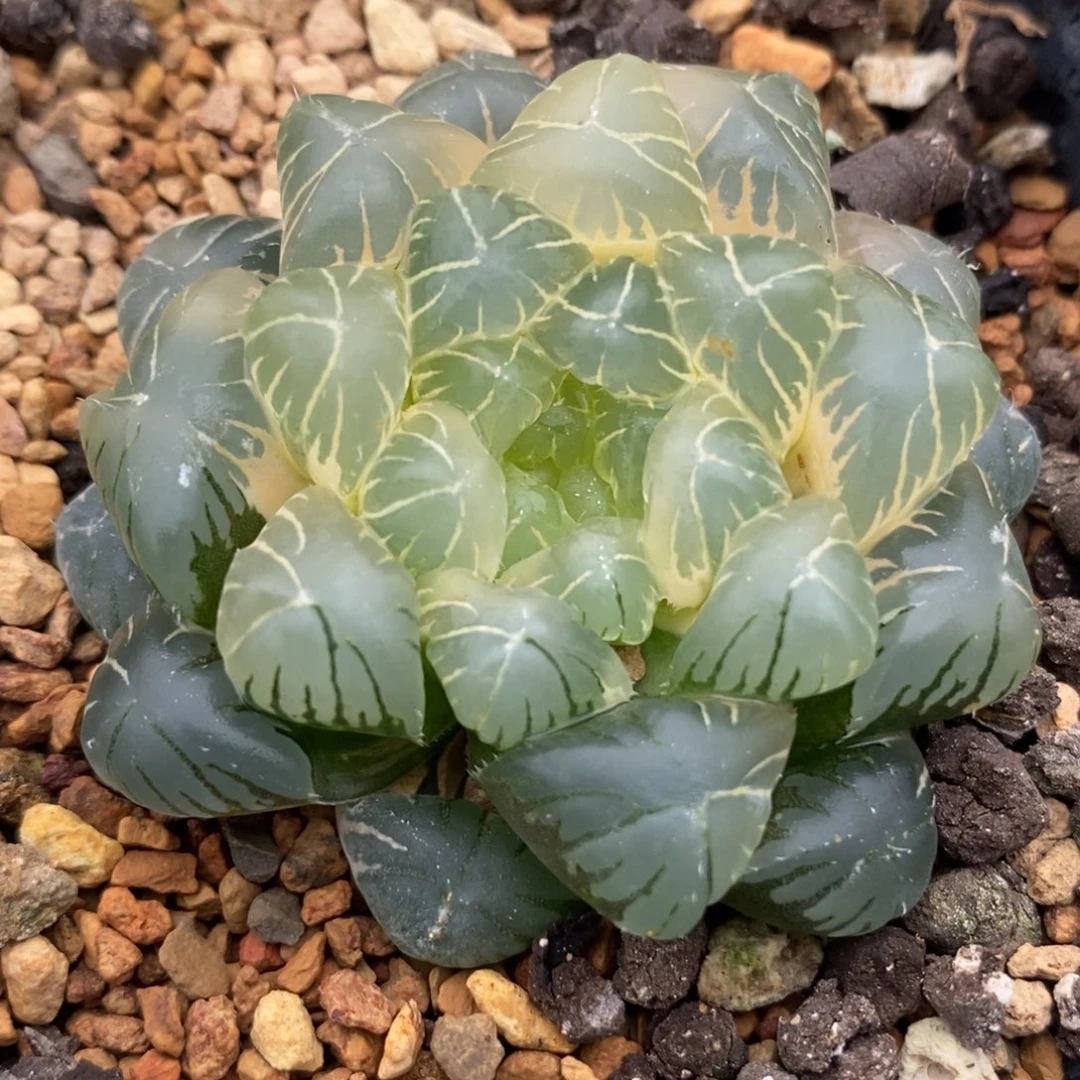 68糊斑湖水玉露锦