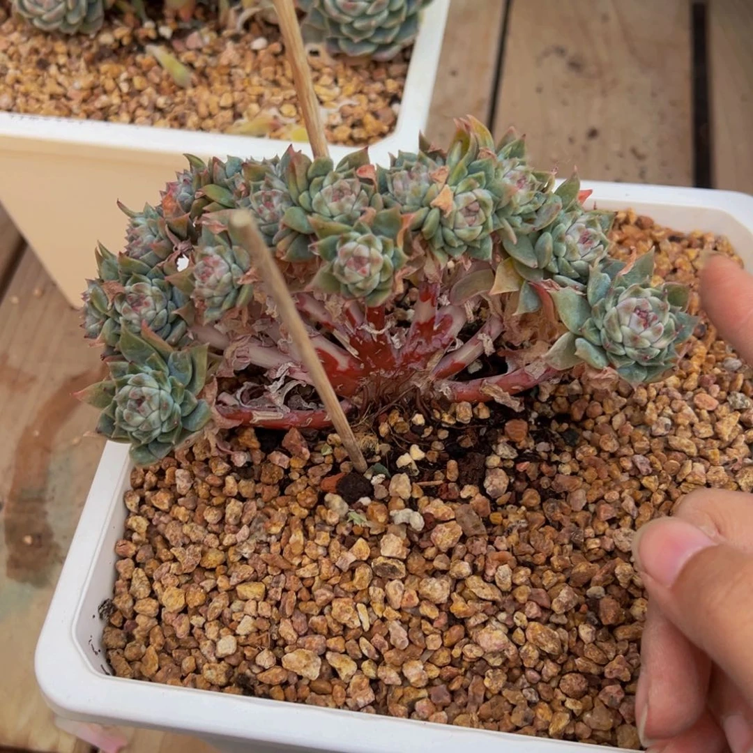 咿***铃粉心冰魄朵朵17头