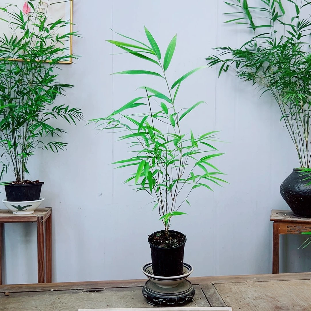 不开花植物内门竹