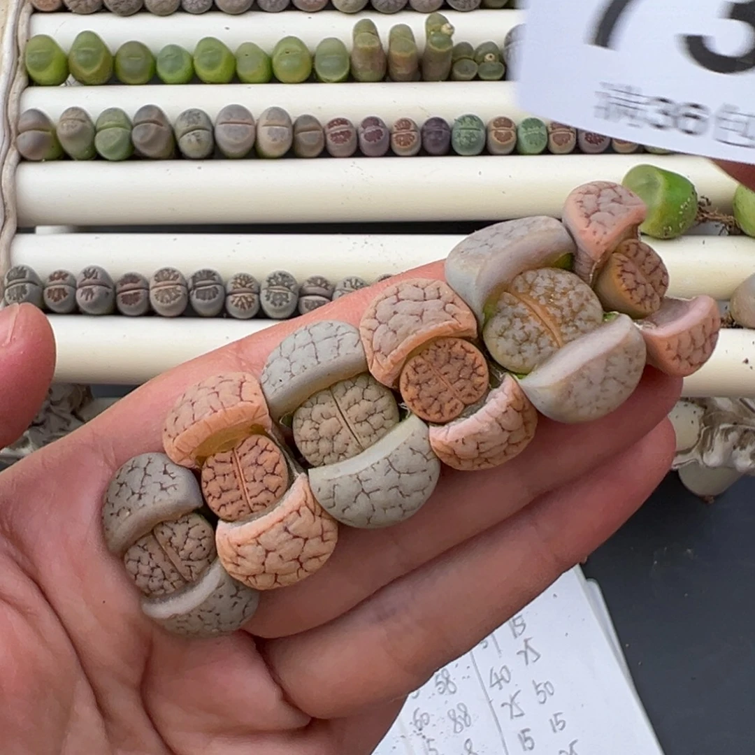 12.11好看的多肉脱土发货736