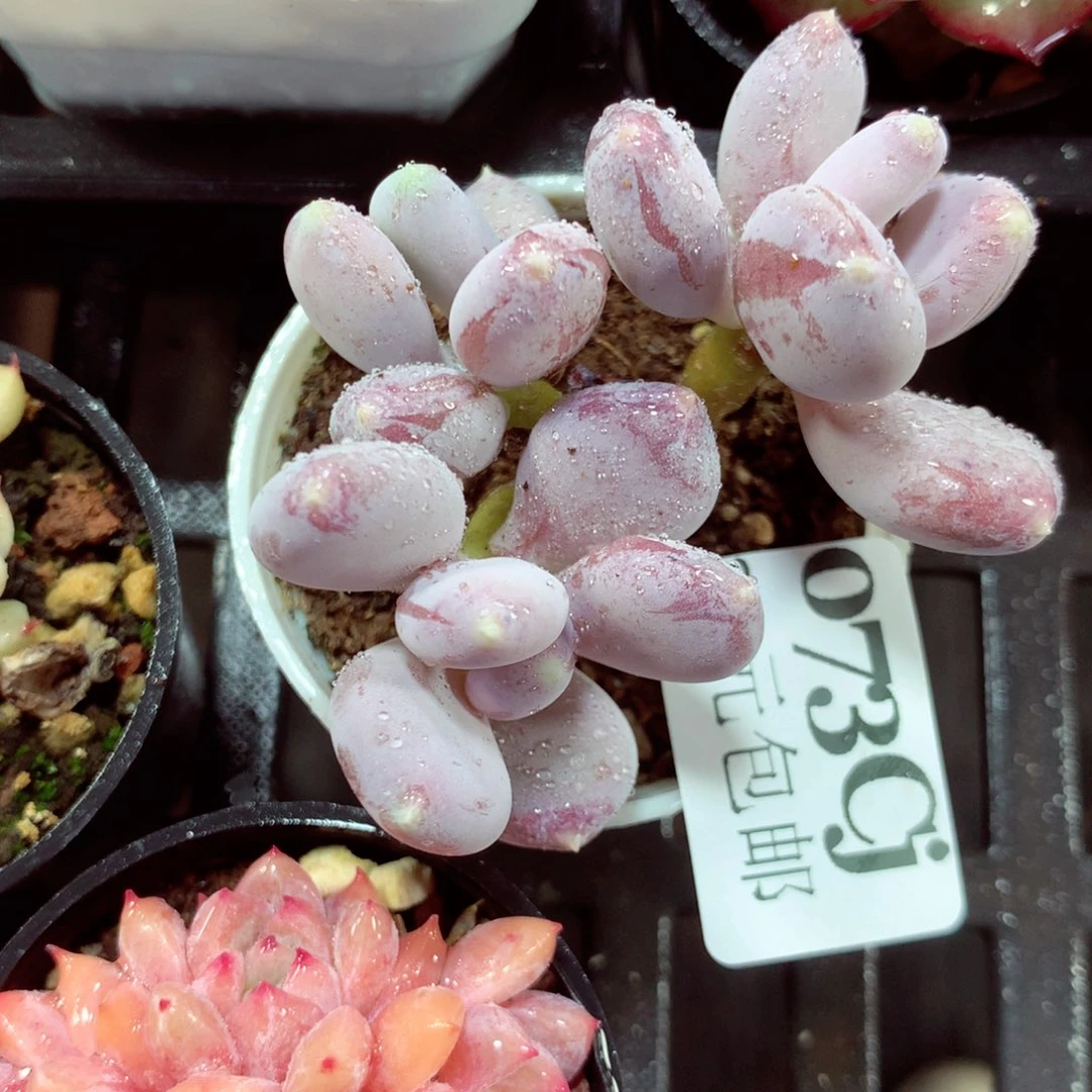 5厘米盆精控多肉073