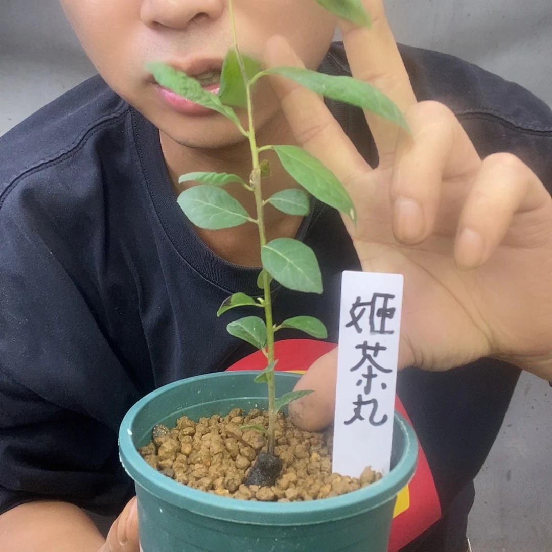 无花朵老鸦柿姬茶丸