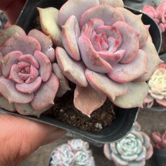 47紫姬多肉植物多