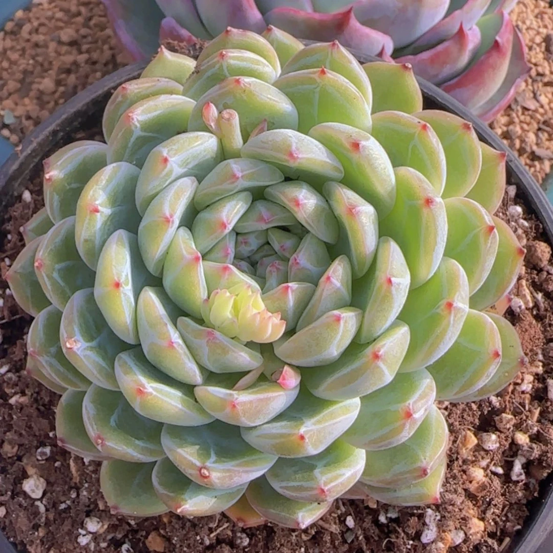 【闪购商品】母本雪花珍妮