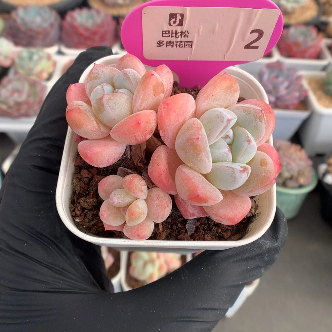 2 粉粉的玉蝴蝶多肉