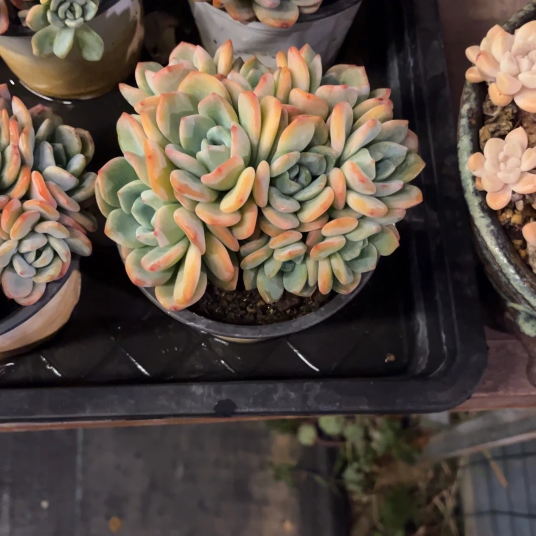 冷成脱土发货。。。