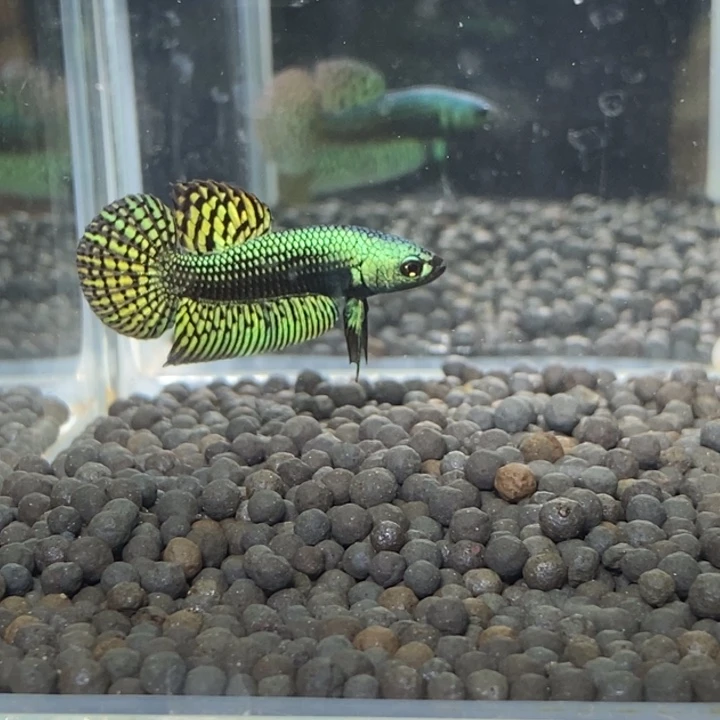 斗鱼泰国斗鱼138号