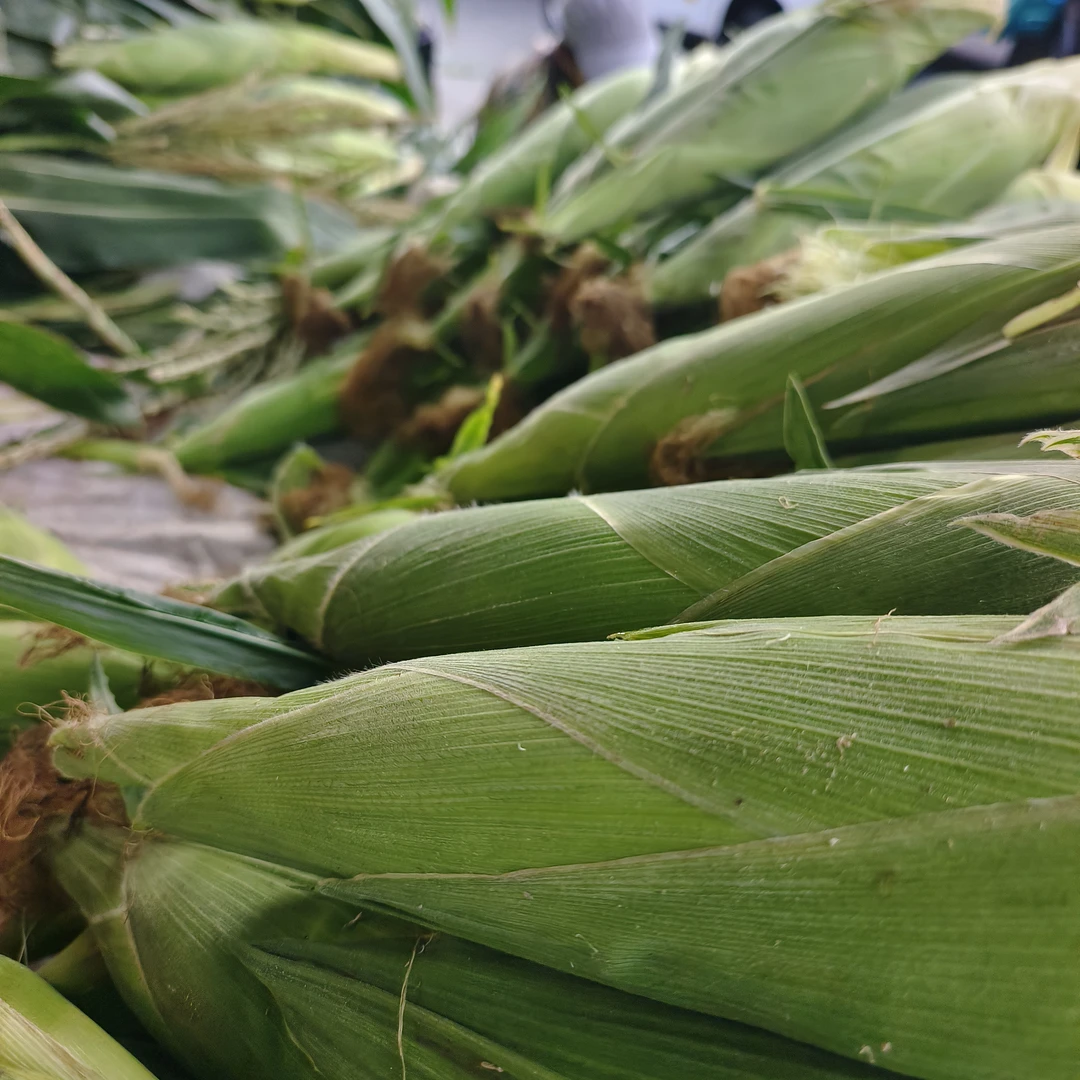 新鲜现摘白糯玉米香甜黏嫩带壳应季美味水果玉米