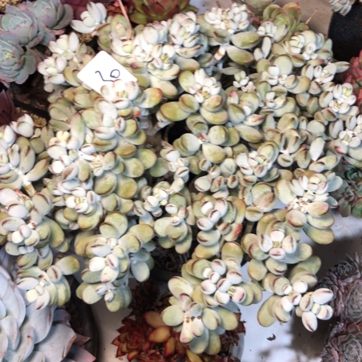 某*妮30//////////：//////