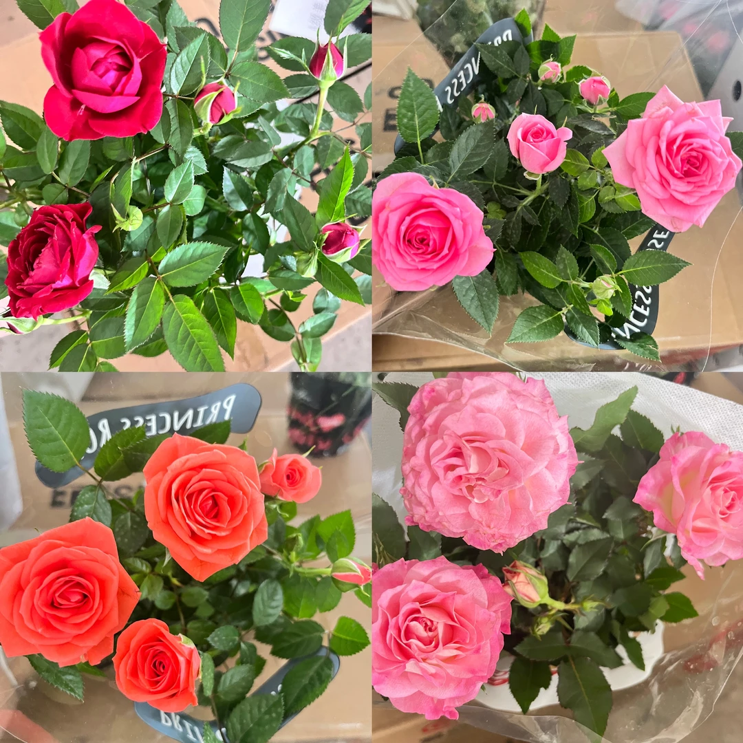 【新疆包邮】玫瑰月季盆栽带花苞多季开花庭院花卉