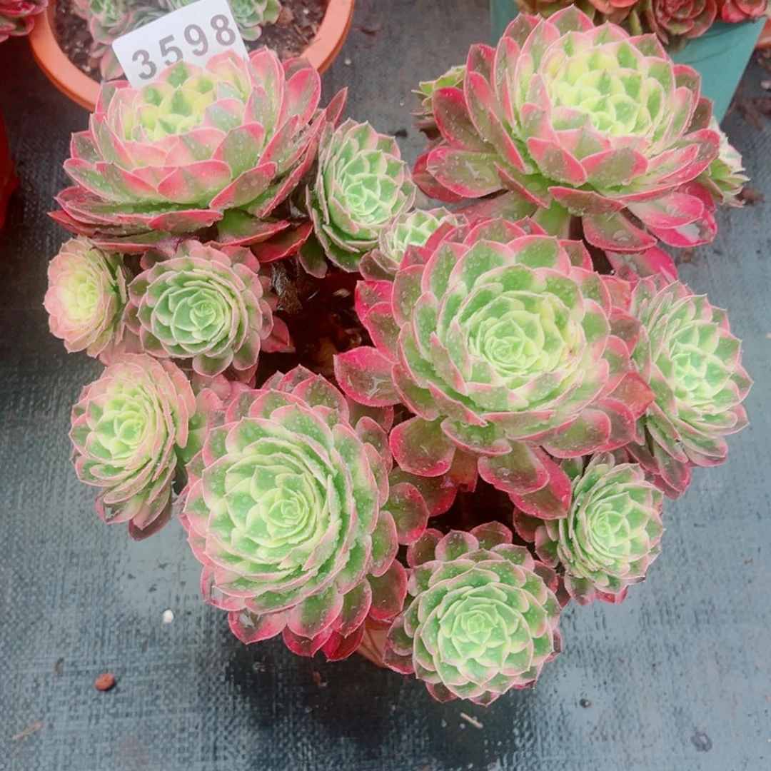 海鲜多肉发货发货