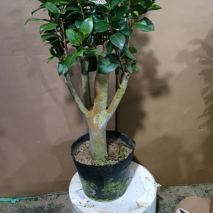 720六品，原盆原土发货，不包邮